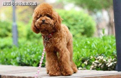 泰迪幼犬不怎么吃东西怎么办