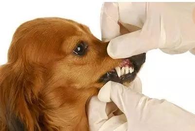 幼犬咬东西牙断了咋办
