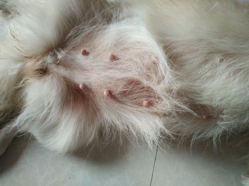 狗怀孕准备什么东西