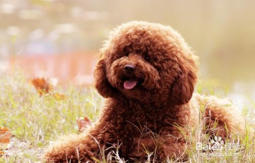 泰迪幼犬不吃东西咋办
