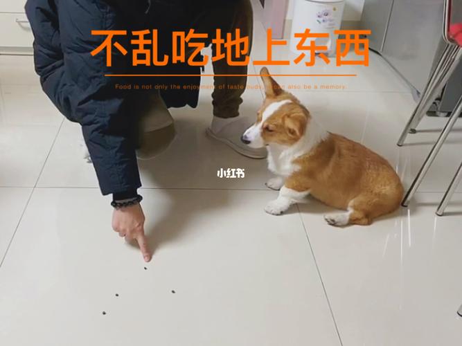 训练狗不吃别人东西