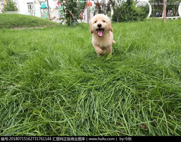 狗狗怀孕绿色的东西