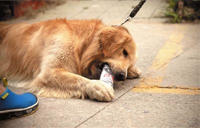 金毛母犬发情不吃东西精神也不好