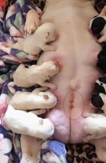 剖腹产小狗不吃东西