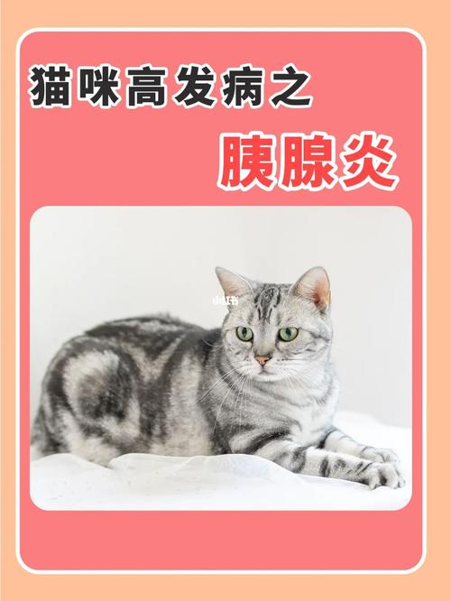 猫得了胰腺炎 不吃东西