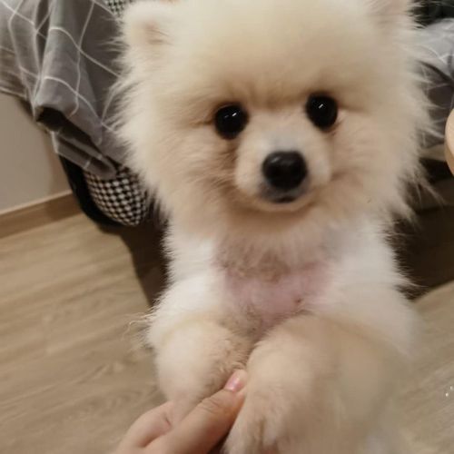 博美狗咬东西是怎么回事