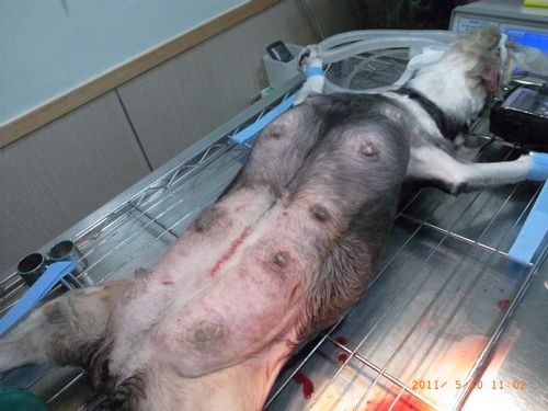 狗剖腹产后不吃东西