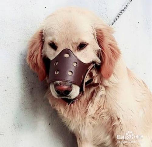 我家狗突然乱咬东西怎么办