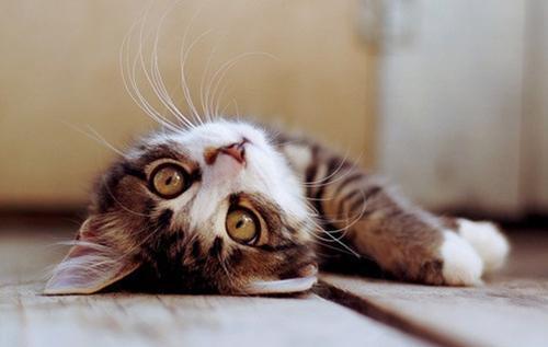 猫咪便秘 精神萎靡 不爱吃东西