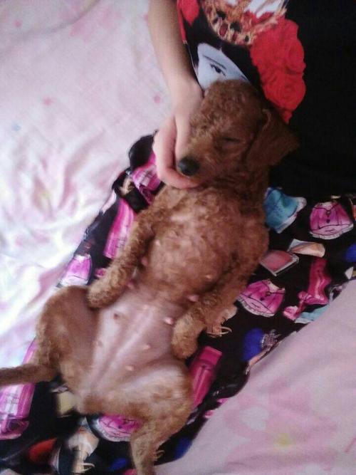 泰迪怀孕不能吃的东西