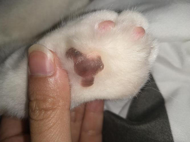 猫的肉垫长东西怎么办