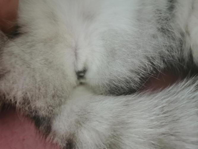 猫咪呕吐屁股流东西怎么办