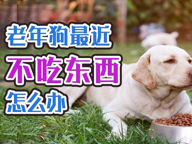 狗 不吃的东西怎么办
