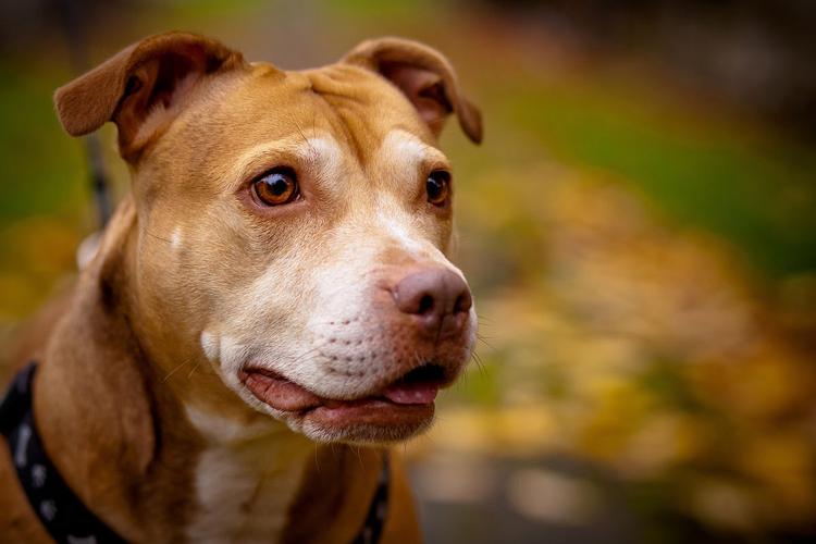 比特犬对东西不感兴趣