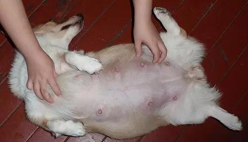 狗狗怀孕不吃东西了怎么回事怎么办呢