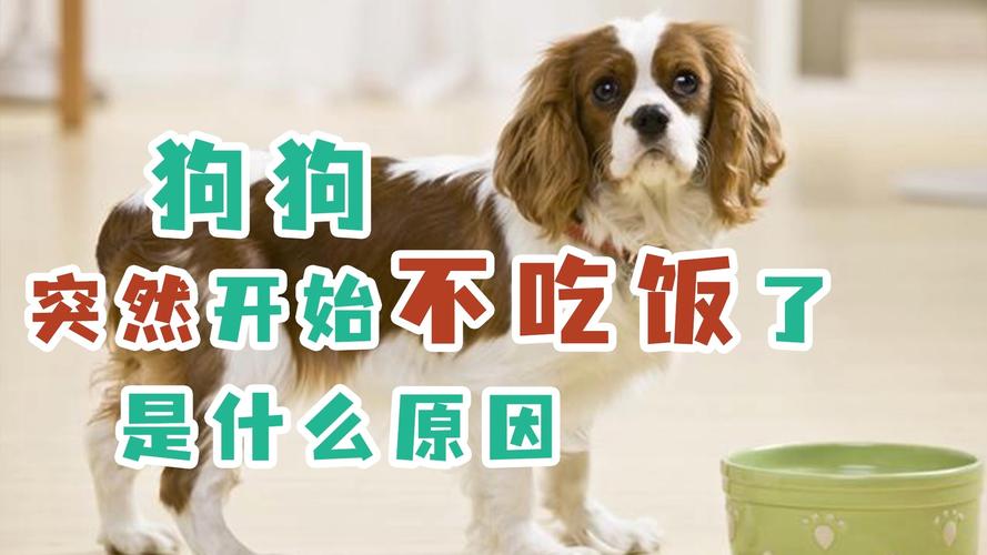 狗突然就不吃东西了