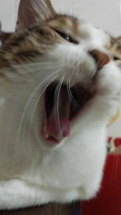 猫口臭老是舔东西