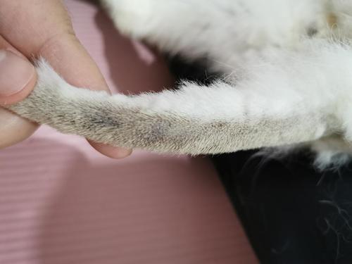 猫得皮肤病不吃东西