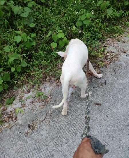 杜高犬下小狗怎么不吃东西