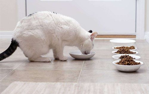 猫不吃东西呕吐怎么办吃什么药
