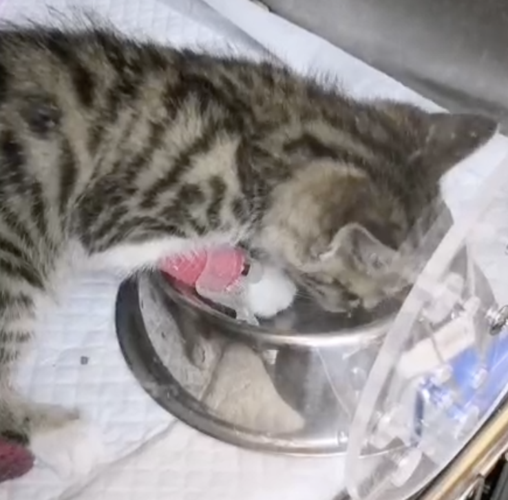 猫肺炎不吃东西怎么办