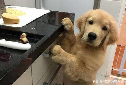自己家狗一直找东西吃