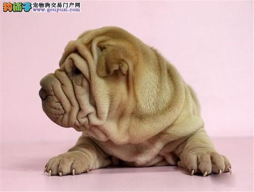 沙皮狗不吃东西怎么办