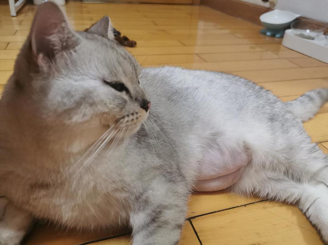 怀孕猫要准备什么东西