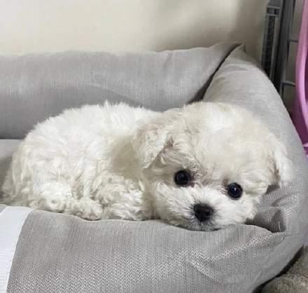 小比熊狗总是半夜吃东西是怎么回事