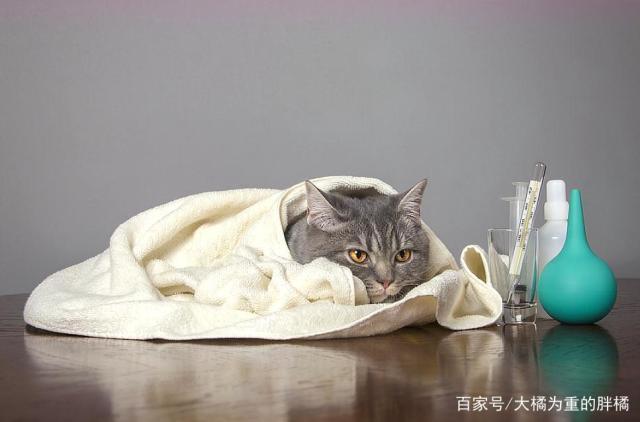猫感冒喂什么东西