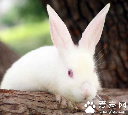 兔子不吃东西怎么办