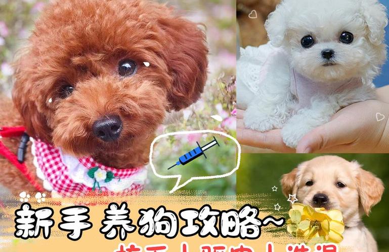 养小狗之前要准备什么东西