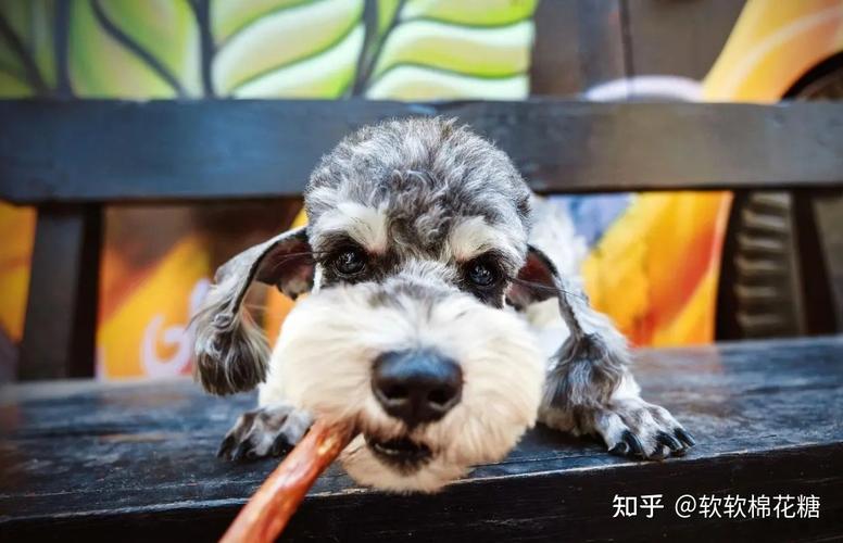 雪纳瑞饮食要注意的东西