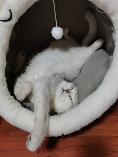 猫窝里放哪些东西
