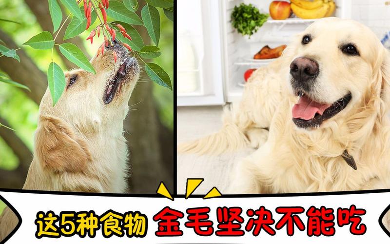 金毛能吃的所有东西怎么办