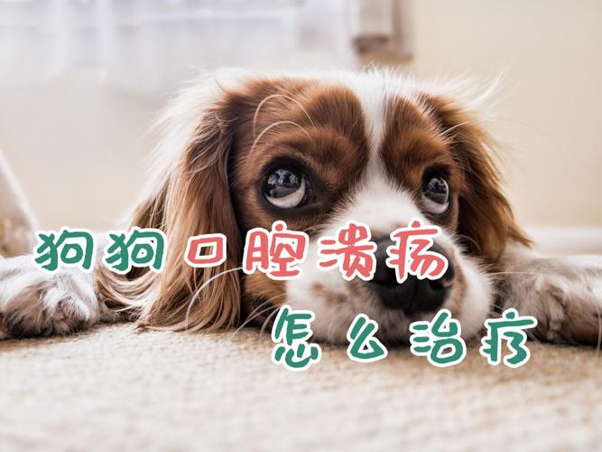 狗口腔溃疡不吃东西