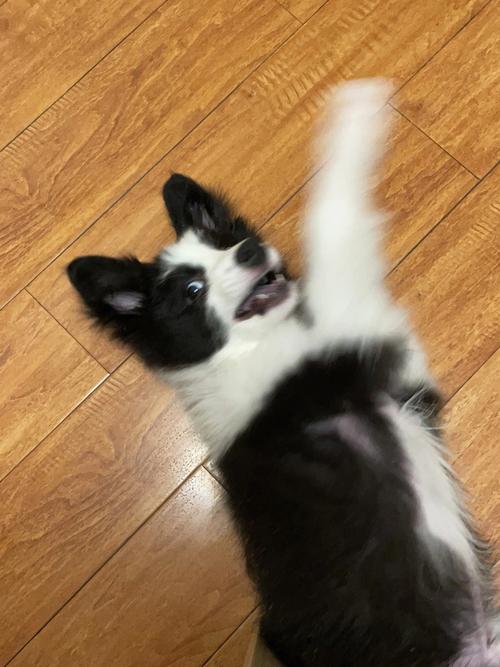 边牧幼犬咬东西怎么办
