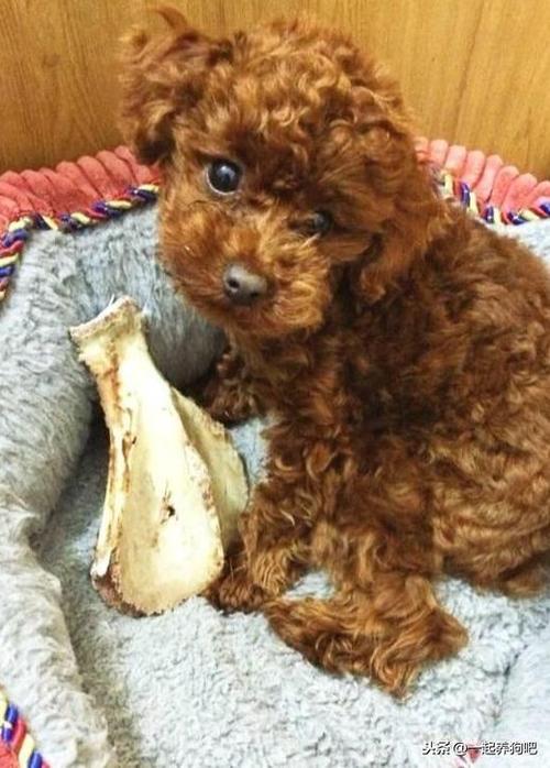 贵宾犬不吃东西喝了水就吐了怎么办