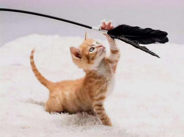 怎么让猫咪不乱扒拉东西