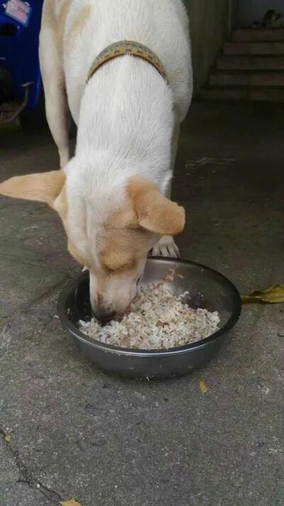 怎么灌狗吃东西