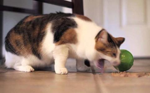 猫呕吐不肯吃东西怎么办