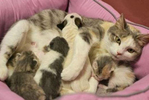 猫生孩子有什么东西