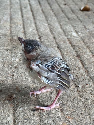 幼鸟怎么养 不吃东西