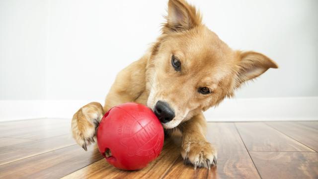 狗狗一直咬家里东西怎么办