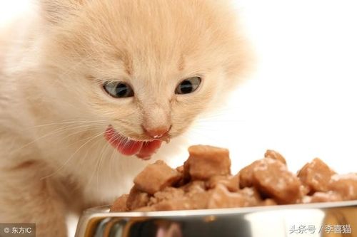 新买的小猫不爱吃东西怎么办