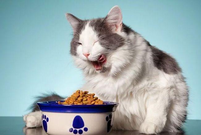 猫咪一直不吃东西