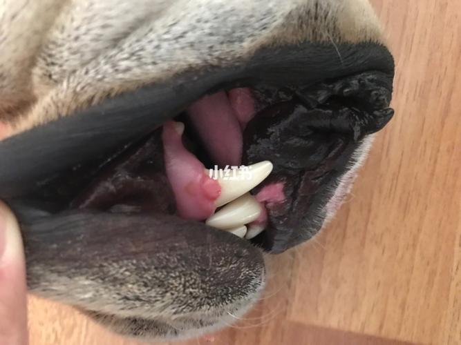 狗狗牙龈上有黑色的东西是什么原因