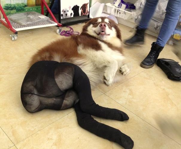 引诱狗的东西有哪些