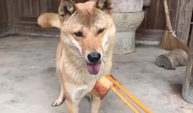 大土狗不吃东西怎么办
