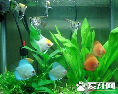 热带鱼为什么不吃东西